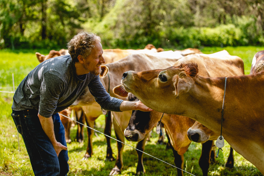 27 Years and 2 Generations of Farmstead Cheese at Cato Corner Farm