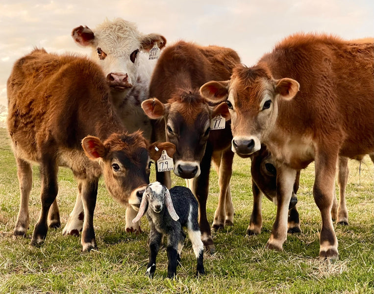 The Farm at Doe Run Has the Secret Sauce for Incredible Cheese
