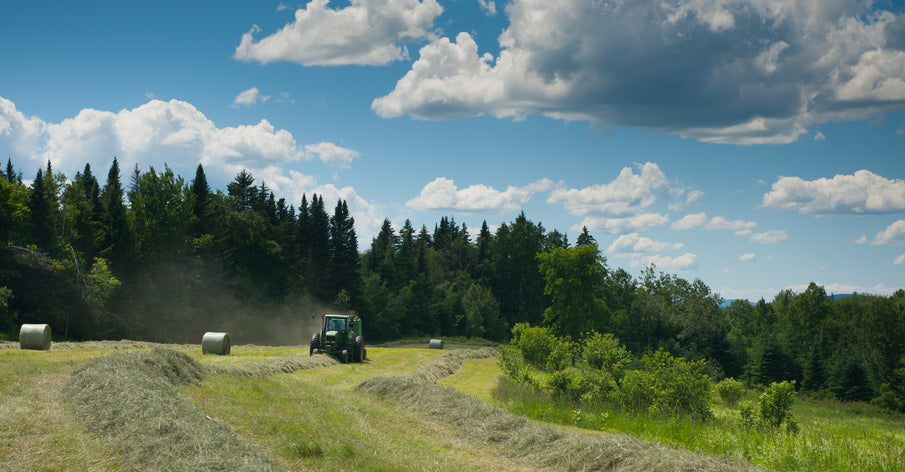 Making Hay While the Sun Shines - Grass Fed Cheese from Jasper Hill Farm