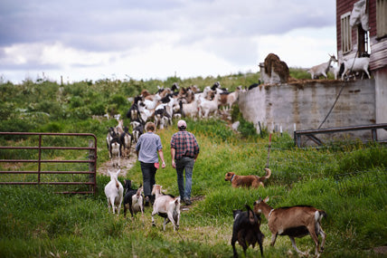 A Five Minute History of American Artisan Cheese