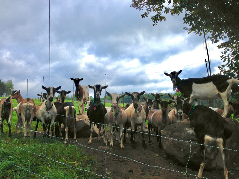 At Lazy Lady Farm, an American Cheese Pioneer Ponders Her Next Chapter