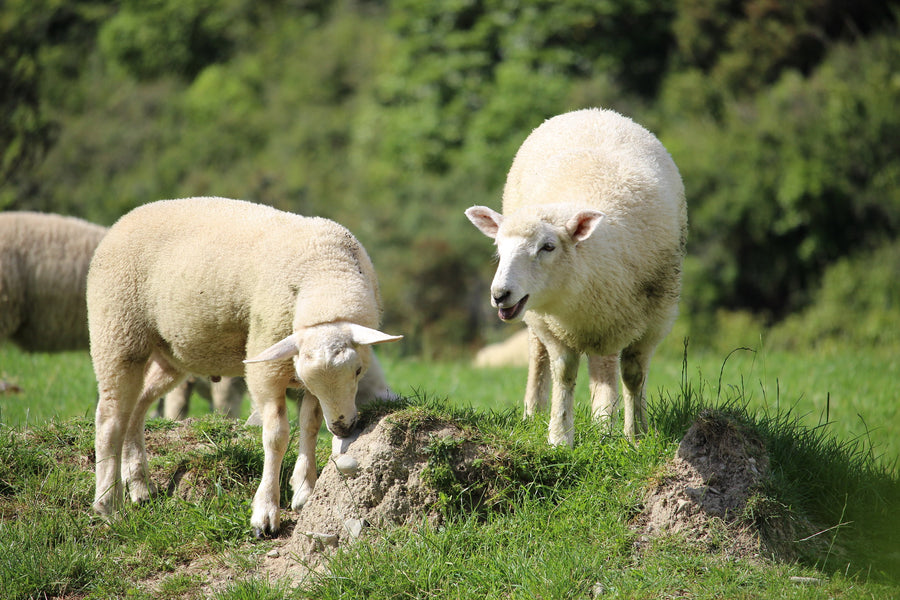 Cows, Goats, and Sheep, Oh My! What Difference Does a Milk's Source Make for Cheese?