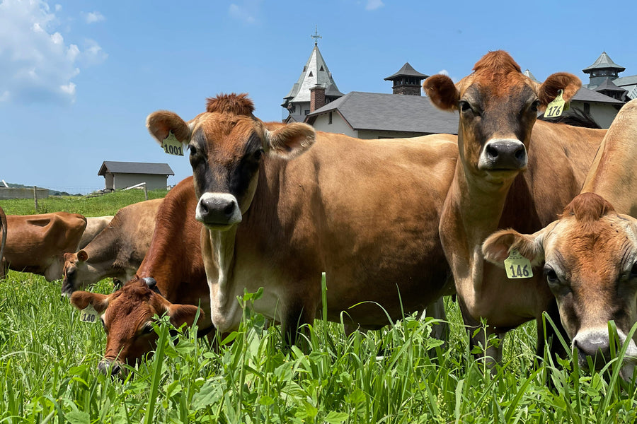 High Lawn Farm: Why a 100-Year-Old Dairy Started Making Cheese