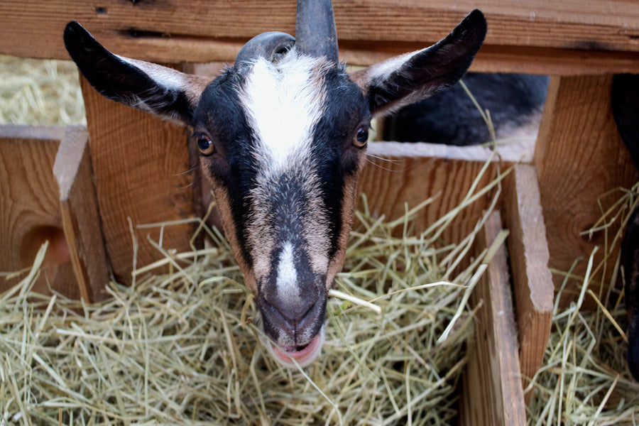 Lively Run Dairy: A Sustainable Future for Goat Cheese, With a Rising Star