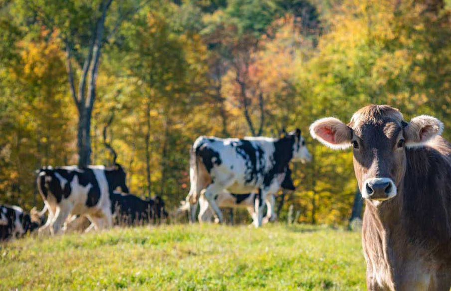 Farmstead Cheese Comes Home to Woodlawn Creamery