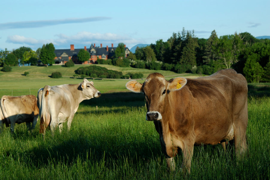 A Path Towards Sustainable Cheese at Shelburne Farms