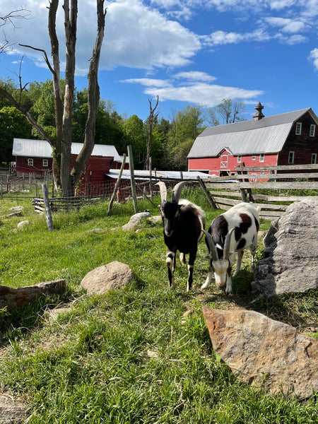 Nettle Meadow Farm: The Happiest Animal Retirement Community in the Adirondacks