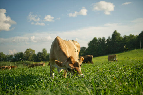 Cheese is a Seasonal Food - Learn About the Seasonality of Cheese